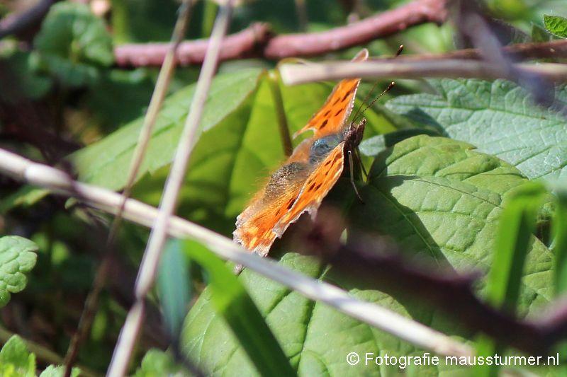 2017-04-04 (4296-u) Vlinder oranje Fuut Insecten, slakken  Maasplassen Chiwawa's.jpg